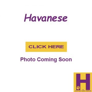 Havanese Gifts in Sterling Silver and 14K Gold